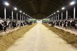 Освещение и вентиляция для КРС (коровники)